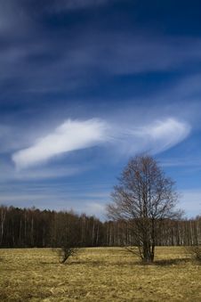 Trees With Sky Royalty Free Stock Images Trees With Sky Royalty Free Stock Images