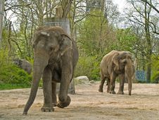 Elephants Royalty Free Stock Images Elephants Royalty Free Stock Images