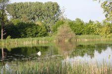 Swan Swimming On Lake Royalty Free Stock Photos Swan Swimming On Lake Royalty Free Stock Photos