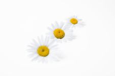 Wild Daisies Royalty Free Stock Photography