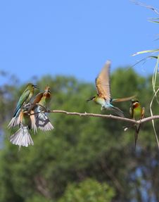 Bee-eater Stock Images