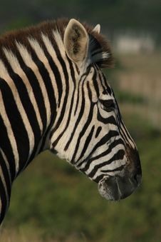 Zebra Portrait Stock Photo Zebra Portrait Stock Photo