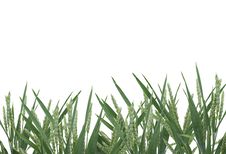 Green Rye Spikes Royalty Free Stock Image Green Rye Spikes Royalty Free Stock Image