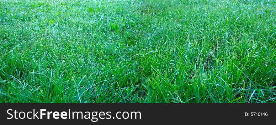 Wide Field Of Grass