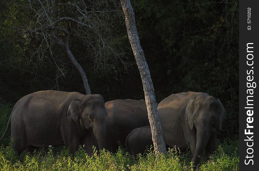 A family of Asian Elephants in Bundipur National Park.