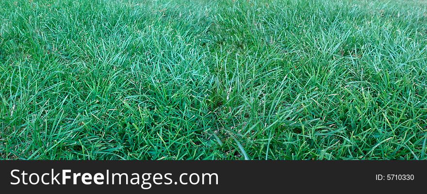 Wide Field Of Grass