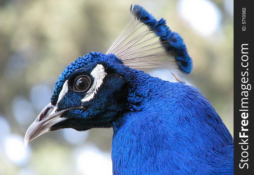 Blue Peacock head closeup picture