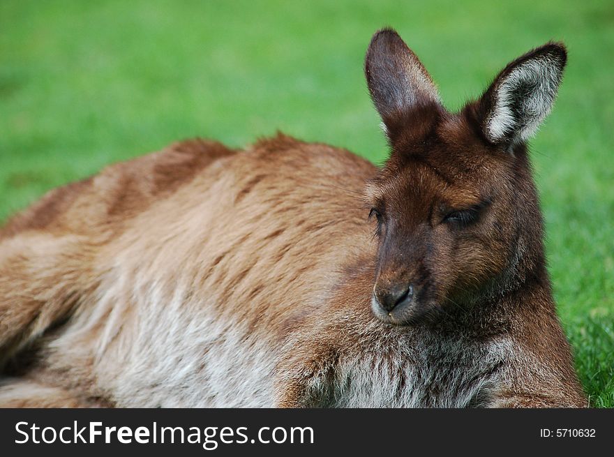 A wild Kangaroo taken in melbourne Australia