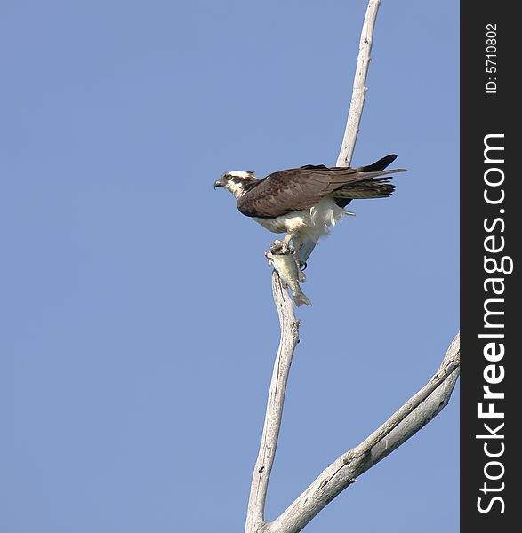 A morning image of an osprey with breakfast in its talons. A morning image of an osprey with breakfast in its talons