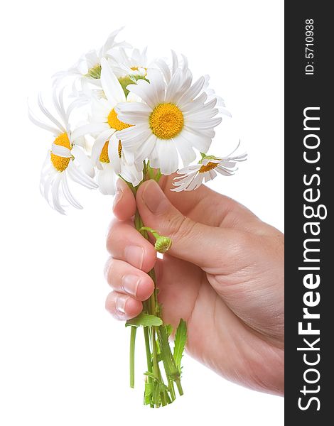 Bouquet of daisies in women hand, white background