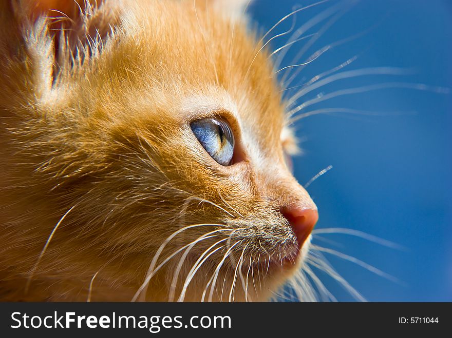 Fluffy red kitten with blue eyes looking at something