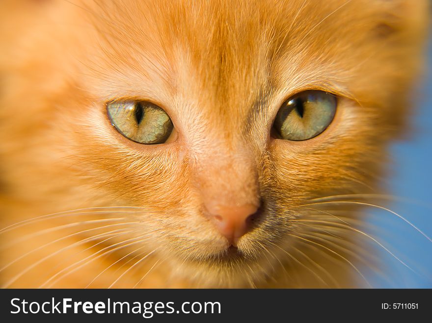 Fluffy red kitten with green eyes closeup portrait