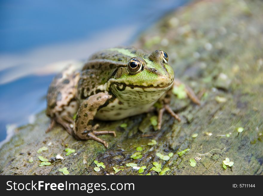 Spotty frog sits on a tree in a water