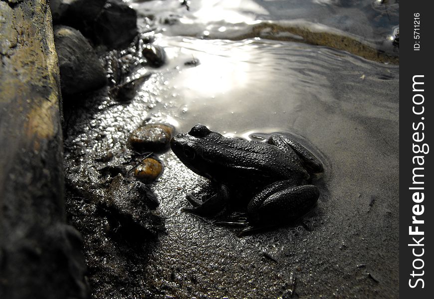 A river frog partially silhouetted by the morning sun