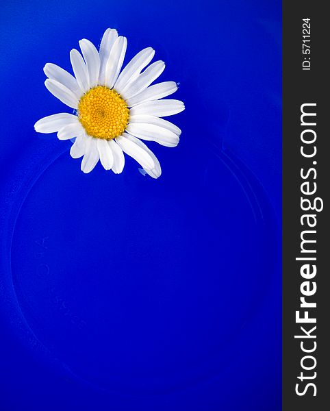 Daisy on the blue plate background, copy space for the text