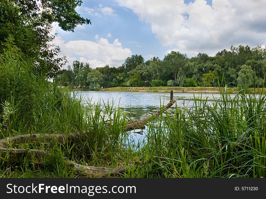 River in Ukraine, sedge in the foreground