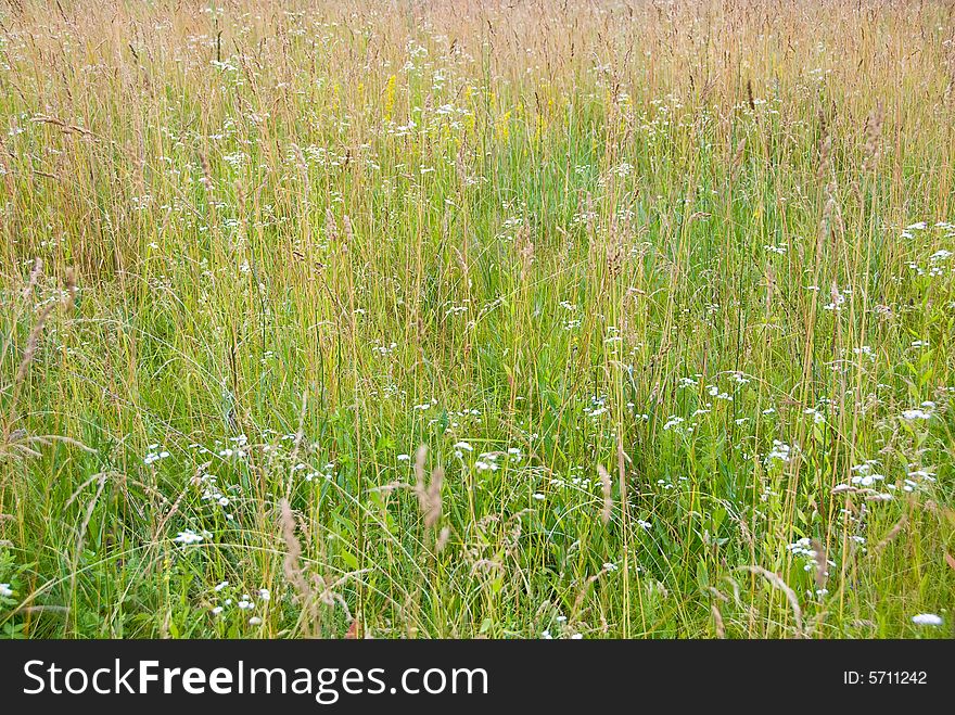 Native-grasses in a field