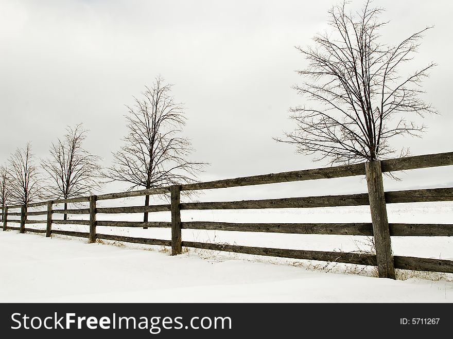 Row of trees against a wooden fence in winter. Row of trees against a wooden fence in winter