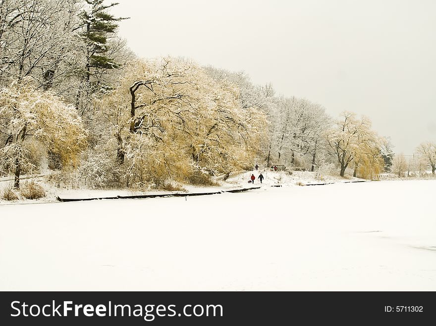 Winter scene with frozen pond and willow trees. Winter scene with frozen pond and willow trees