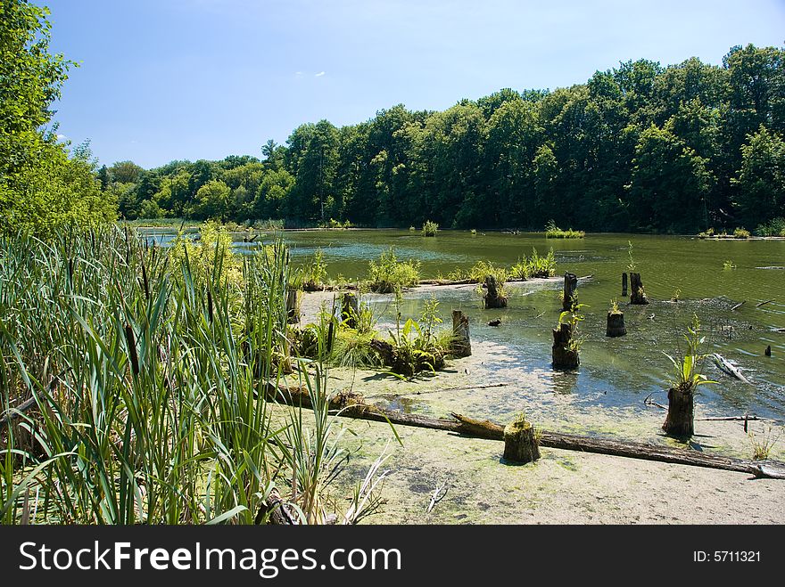 Rushy river in Ukraine, rush in the foreground