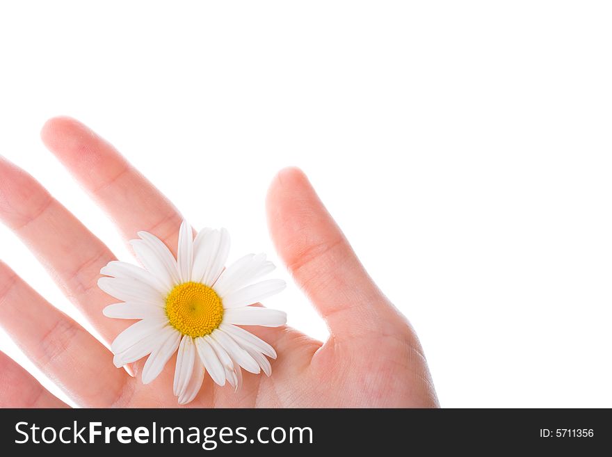 Fragment of the women hand with daisy on white background, copy space for the text