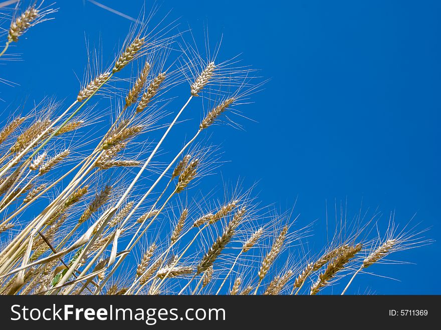 Ripe wheat in a field over sky background