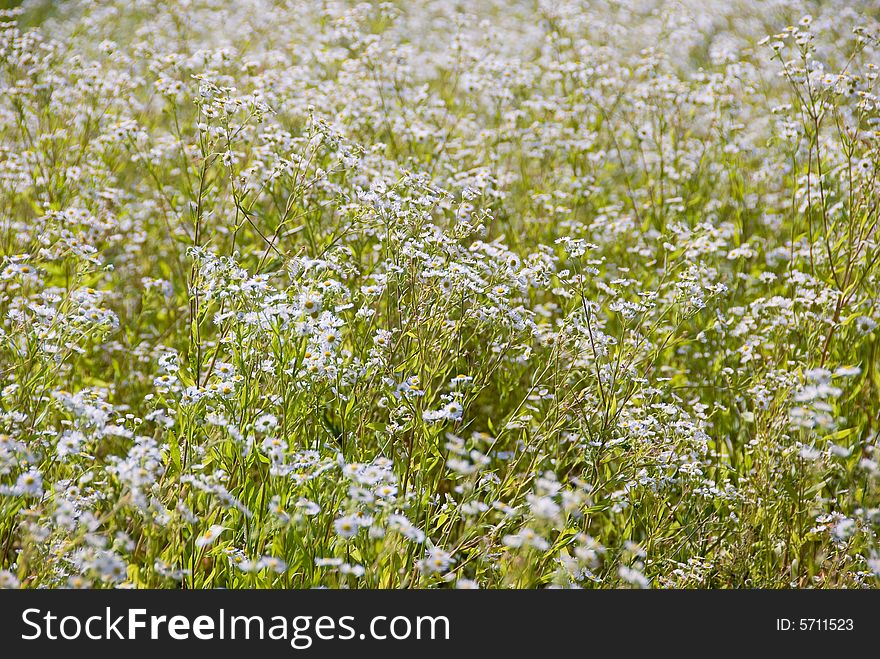 Summer field with a lot of camomiles