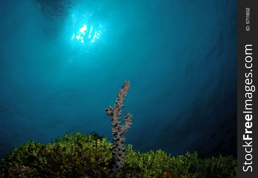 This was taken looking up towards the surface with the sun above. Barracuda reef at 30 ft. This was taken looking up towards the surface with the sun above. Barracuda reef at 30 ft.