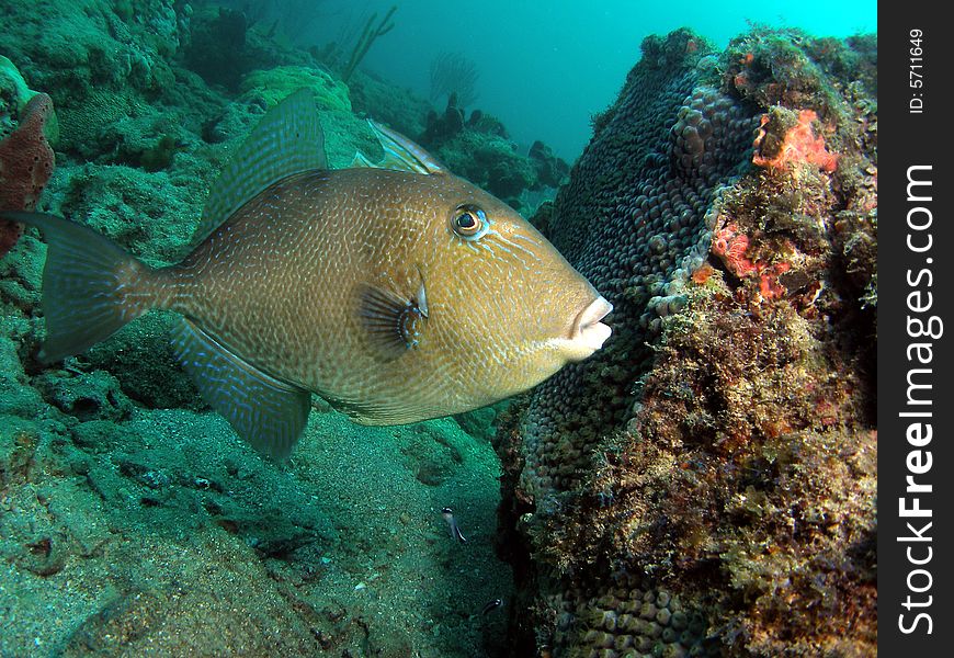 I captured this triggerfish as it was swimming all around me at a reef right off the beach in Pompano Beach, Florida. I captured this triggerfish as it was swimming all around me at a reef right off the beach in Pompano Beach, Florida.