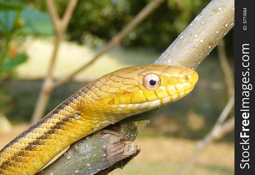 Yellow Chicken Snake