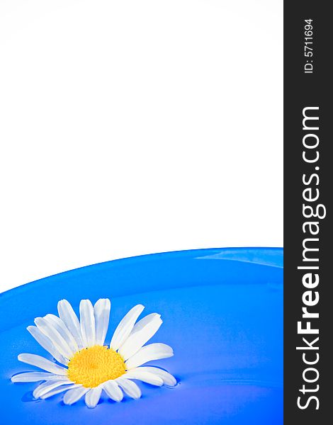 White daisy laying on the blue plate with white, background, copy space for the text. White daisy laying on the blue plate with white, background, copy space for the text