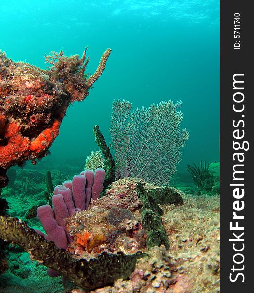 This was taken at 20 feet at a beutiful reef off of Pompano Beach, Florida. This was taken at 20 feet at a beutiful reef off of Pompano Beach, Florida