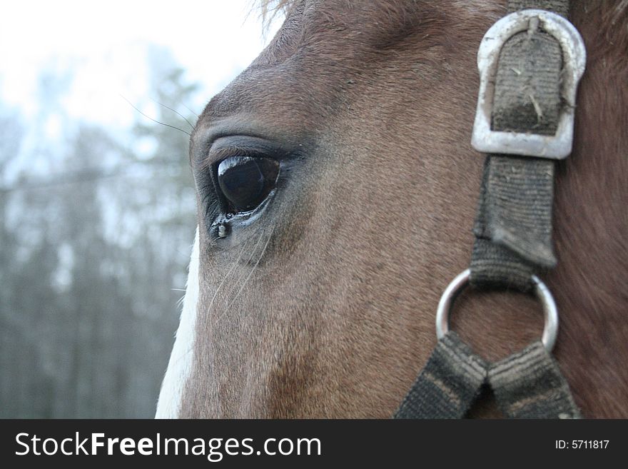 Brown horse with white spot and harness looking ahead