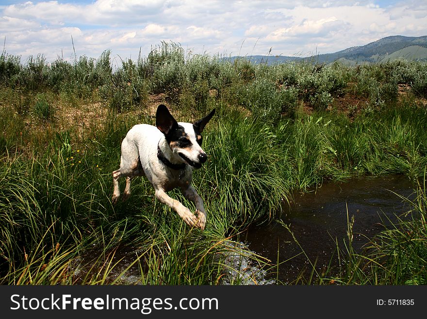 Jack Russel Terrier creek jumping. Jack Russel Terrier creek jumping