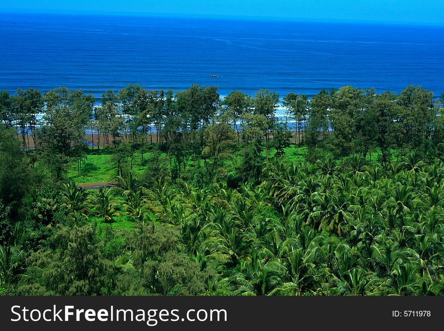 A beautiful landscape scene with blue sea and classic palm trees. A beautiful landscape scene with blue sea and classic palm trees.