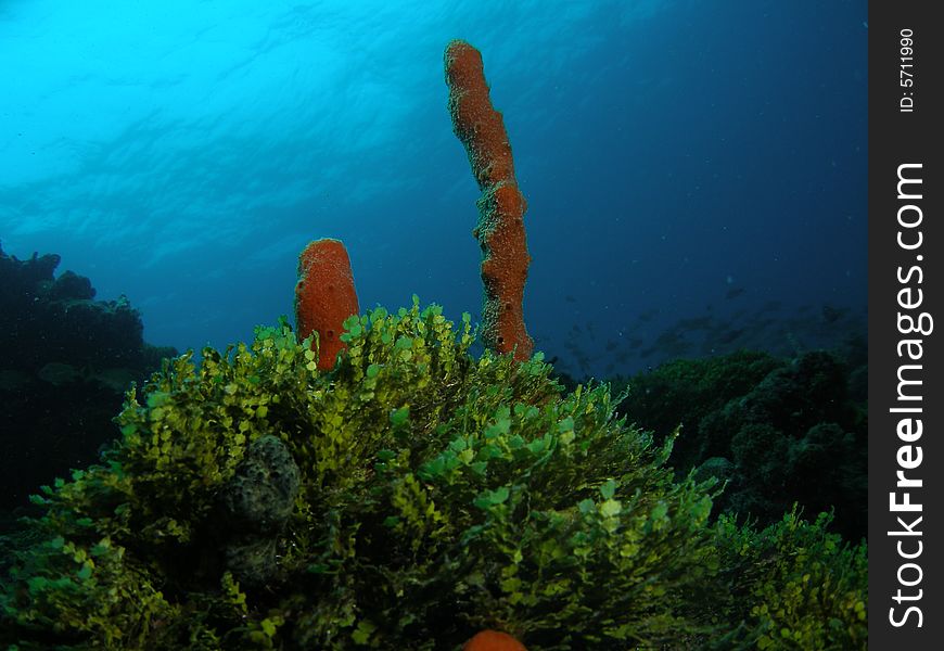 This image was taken off the beach of Dania, Florida at the Barracuda reef. This image was taken off the beach of Dania, Florida at the Barracuda reef.