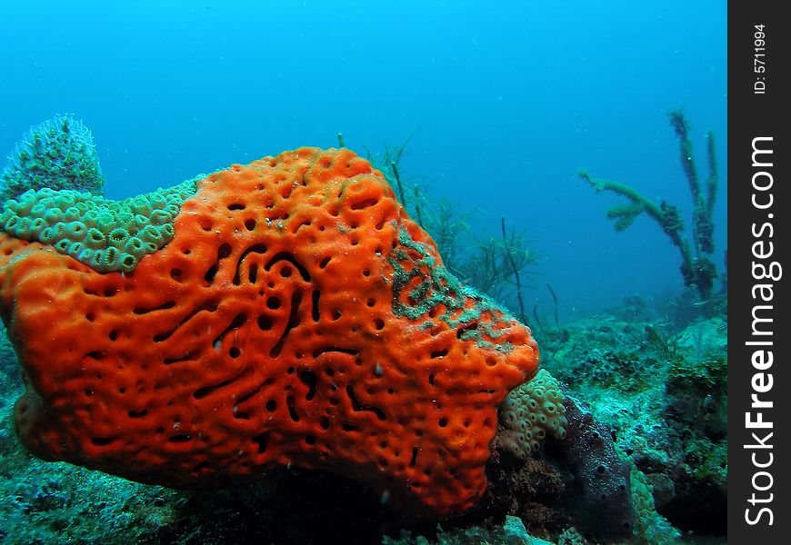 Orange Coral On Blue