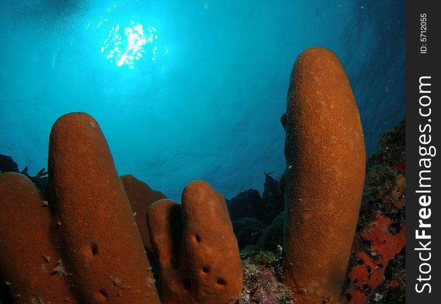 This image was taken off the beach of Dania, Florida at the Barracuda reef. This image was taken off the beach of Dania, Florida at the Barracuda reef.