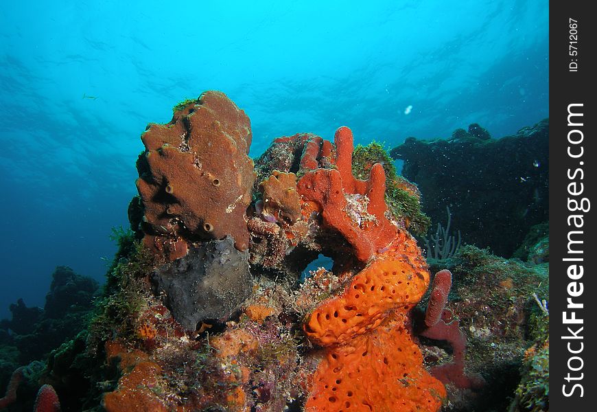 This image was taken off the beach of Dania, Florida at the Barracuda reef at about 30 feet. This image was taken off the beach of Dania, Florida at the Barracuda reef at about 30 feet.