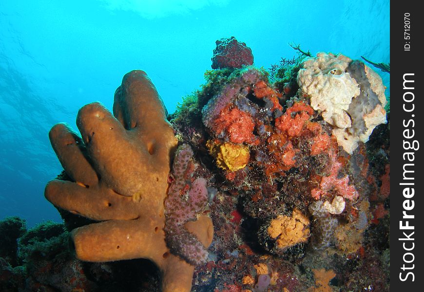 Brown tube coral on blue