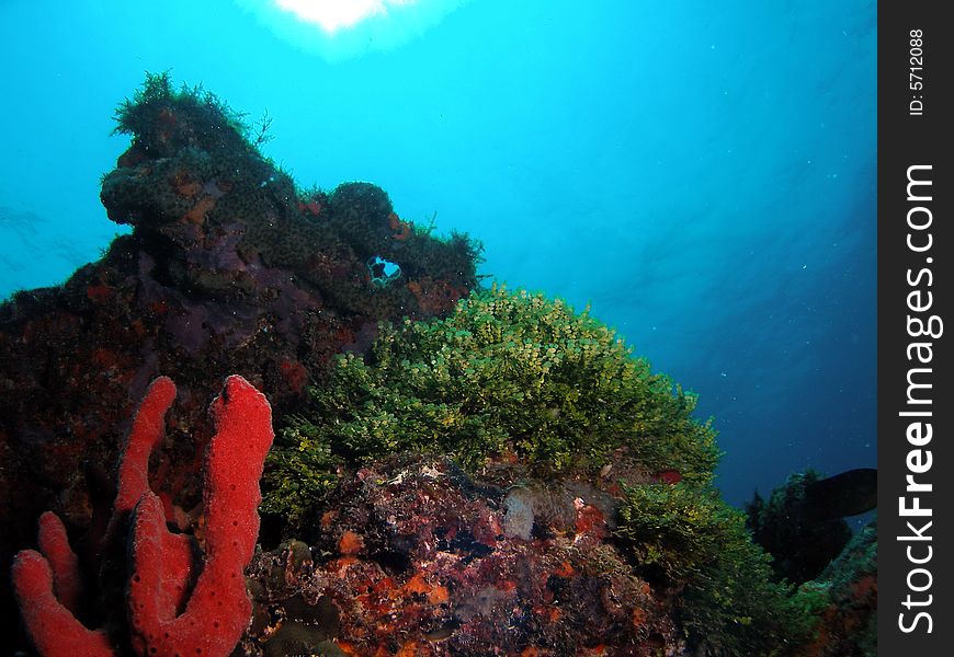 Red coral on blue and green