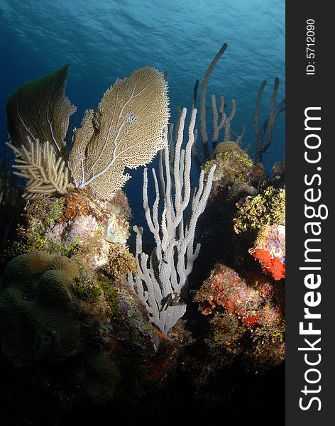 Soft coral seascape in the Caribbean Sea with ripples of water from the surface in view above