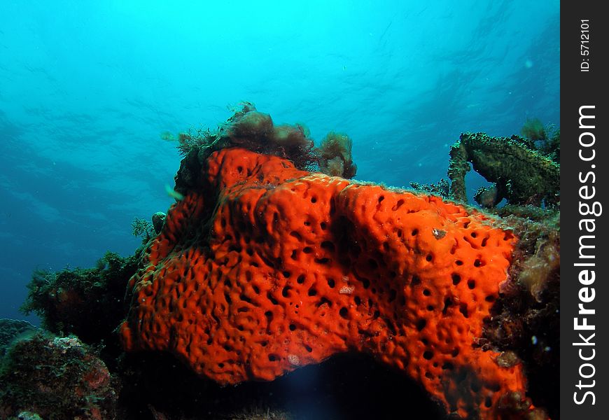Orange Coral On Blue