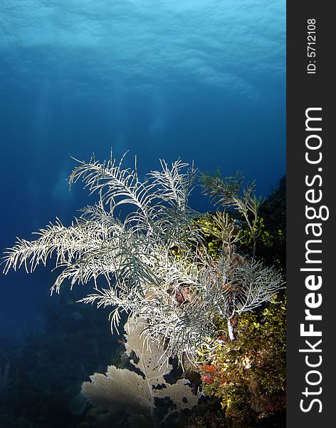 Tropical Seascape with Gorgonian coral (Holaxonia gorgonidae) and a Sea Fan (Gorgonia ventalina) in the foreground, with the ripples of the ocean surface in the background. Tropical Seascape with Gorgonian coral (Holaxonia gorgonidae) and a Sea Fan (Gorgonia ventalina) in the foreground, with the ripples of the ocean surface in the background.