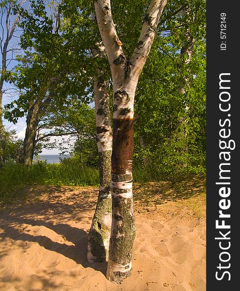 Birch trees growing in the sand along the shore of Lake Superior. Birch trees growing in the sand along the shore of Lake Superior