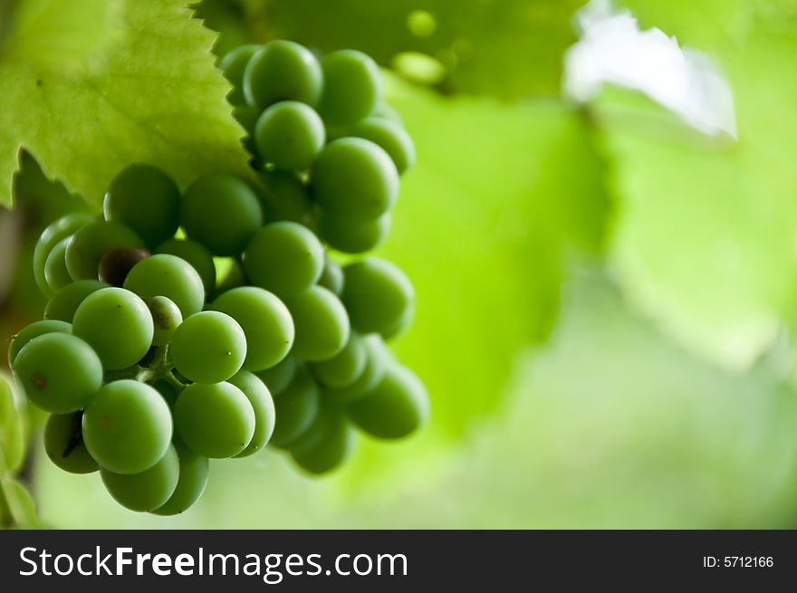 Wild green grapes ripening on the vine with shallow depth of field