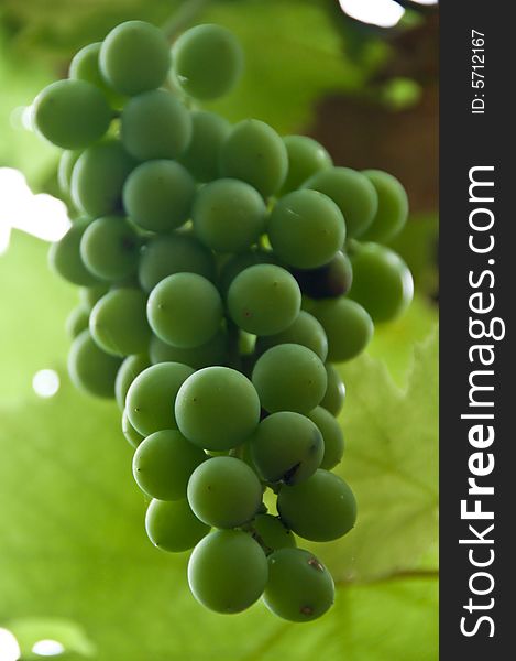 Wild green grapes ripening on the vine with shallow depth of field