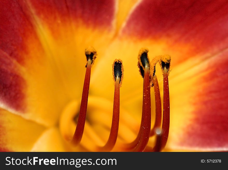 Close Up of the Stamen and Pollen in a yellow Lilly. Close Up of the Stamen and Pollen in a yellow Lilly