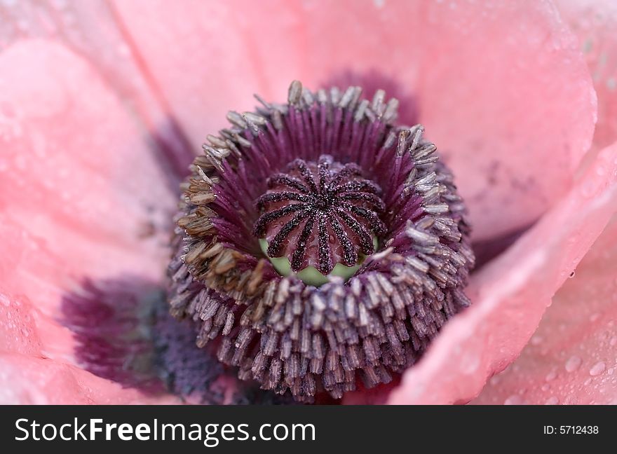 Extreme close up shot of pink flower