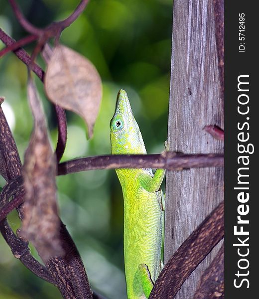 A tropical bright green Lizard in the wild